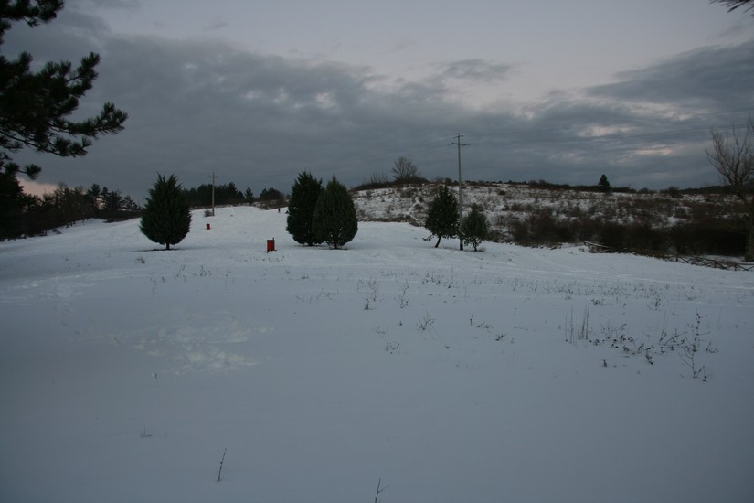 nevicata a firenze del 17 dicembre 2010, Olmo